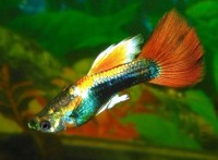 Guppies